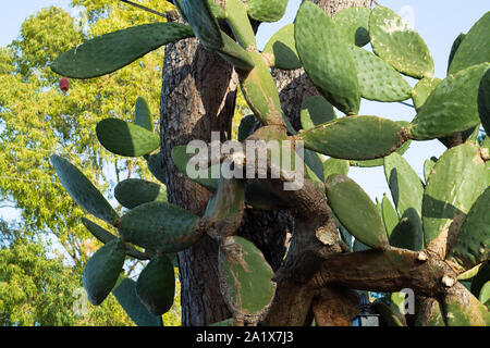 L' Opuntia cactus. Layout creativi. Stile minimal ancora in vita. Foto Stock