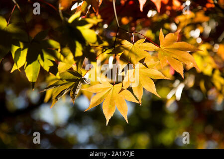 Foglie di colore a Westonbirt Arboretum in autunno Foto Stock