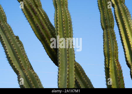 L' Opuntia cactus. Layout creativi. Stile minimal ancora in vita. Foto Stock