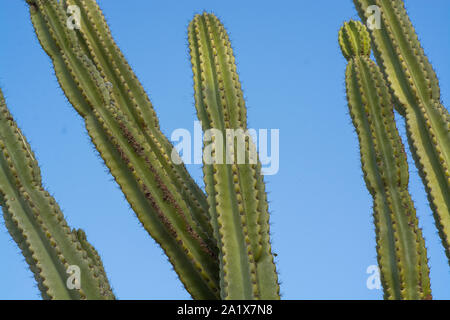 L' Opuntia cactus. Layout creativi. Stile minimal ancora in vita. Foto Stock