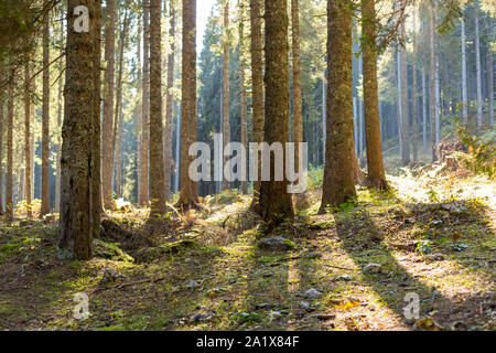 Alba luce nelle alpi europee pineta Foto Stock