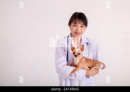 Allegro asiatici veterinario femmina in bianco camice sorridente tenendo Chihuahua pet e guardando la fotocamera su sfondo bianco Foto Stock