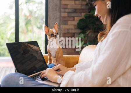 Adorabile cane chihuahua guardando concentrato di lavoro femminile con il computer portatile seduti sul divano di casa Foto Stock