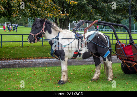 Glasgow, Scozia, Regno Unito. 28 settembre 2019: Un pony tira un uomo in carrozzina a Glasgow Green. Ha voluto sottolineare la mancanza di accesso disabili Foto Stock