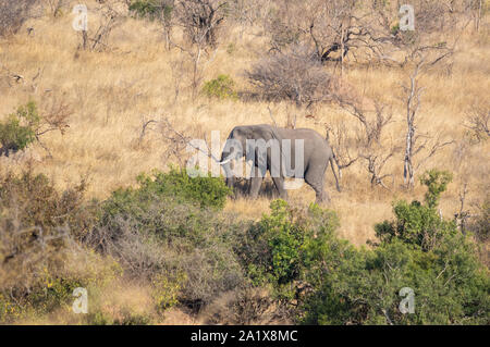 Gli elefanti nel Parco Nazionale di Kruger, Sud Africa Foto Stock