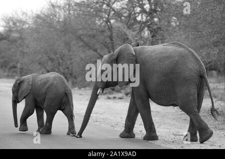 Gli elefanti nel Parco Nazionale di Kruger, Sud Africa Foto Stock