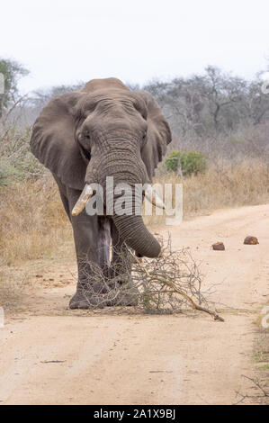 Gli elefanti nel Parco Nazionale di Kruger, Sud Africa Foto Stock