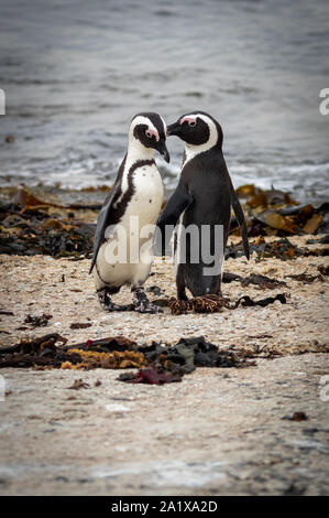 Cape Town pinguini Foto Stock