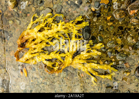 Colorate, fresche Fucus alga, lavato fino a isola delle Ebridi, Scozia. Concetto: la salute e la natura. Paesaggio, orizzontale. Spazio per la copia. Foto Stock