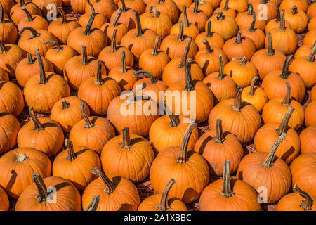 Raggruppate arancione brillante piccole zucche in vendita presso la fattoria su una luminosa giornata di sole in autunno closeup Foto Stock