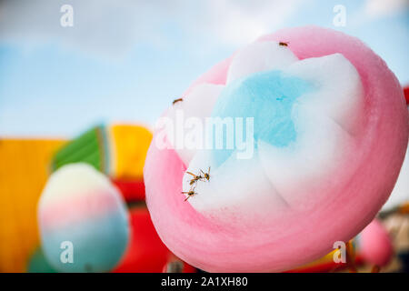 Vespe amore dolci. Wasp siede sulla caramella di cotone. Foto Stock