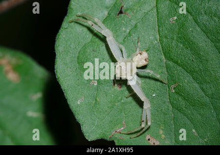 Il ragno granchio, Mecaphesa sp. Foto Stock