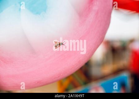 Vespe amore dolci. Wasp siede sulla caramella di cotone. Foto Stock