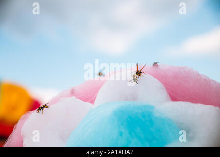 Vespe amore dolci. Wasp siede sulla caramella di cotone. Foto Stock