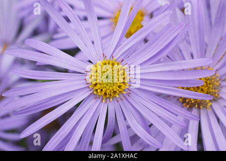 Aster x frikartii 'Monch, Michaelmas margherite fioritura in un inizio autunno giardino confine. Regno Unito Foto Stock