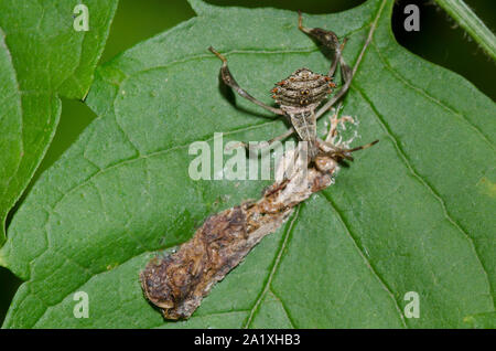 Foglia-footed Bug, Famiglia Coreidae, Ninfa di indagine la caduta degli uccelli Foto Stock