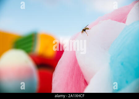 Vespe amore dolci. Wasp siede sulla caramella di cotone. Foto Stock