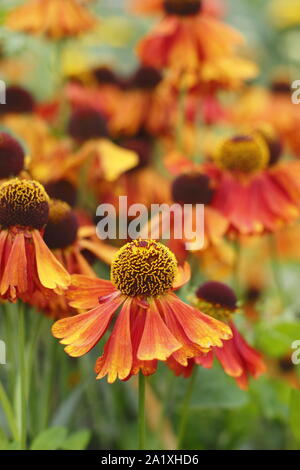 Helenium 'Moerheim bellezza'. La deriva di piantare fiori Sneezeweed in settembre. Regno Unito Foto Stock