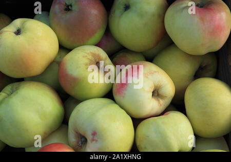 Apple 'Robert Blatchford', mele, mangiare, la cottura di mele, Malus domestica Foto Stock