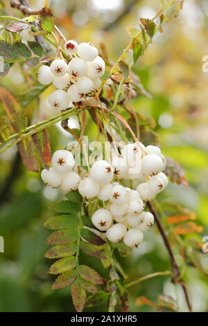 Sorbus koehneana. Bacche bianche di Koehne cenere di montagna all'inizio dell'autunno. Regno Unito Foto Stock