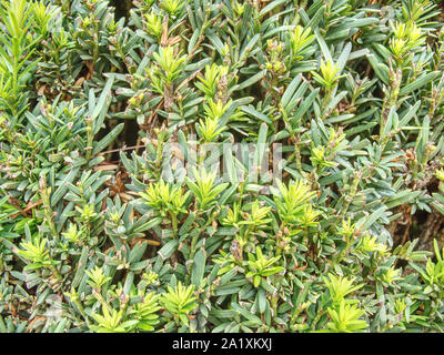 Siepe di pianta sempreverde con proprietà funzione di separazione. Popolari siepe lussureggianti di pianta sempreverde con funzione di separazione Foto Stock