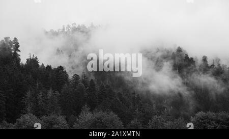 Una immagine in bianco e nero di una foresta di Redwood. Northern California, Stati Uniti d'America. Foto Stock