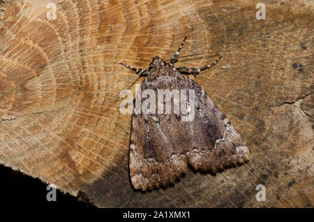 Rame, Underwing Amphipyra pyramidoides, un tipo di tarma appollaiato sulla legna da ardere Foto Stock