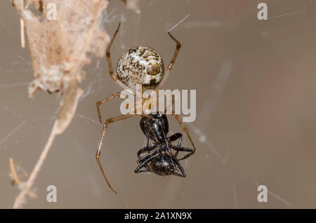 Casa comune ragno, Parasteatoda tepidariorum, femmina alimentazione su catturato nero orientale Carpenter Ant, Camponotus pennsylvanicus Foto Stock