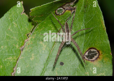 Vivaio Spider Web, Pisaurina mira Foto Stock