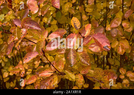 Vista ravvicinata della bella multicolore di rosso e di giallo Orange foglia dopo un lungo periodo di pioggia. Autunno bello e mite Foto Stock