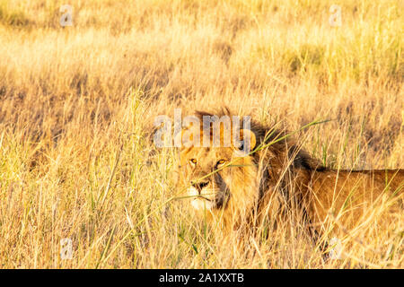 I Lions si nasconde in erba al tramonto sul Serengeti. Foto Stock