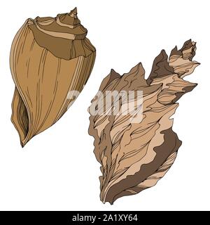 Vector estate spiaggia seashell elementi tropicali. Beige marrone inchiostro inciso art. Shell isolata illustrazione elemento su sfondo bianco. Illustrazione Vettoriale