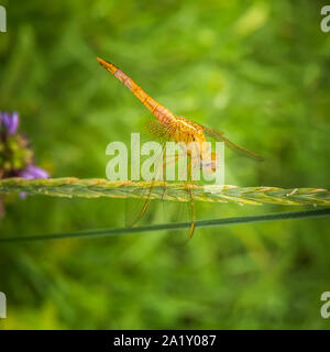 Giallo oro brillante dragonfly appoggiata sull'orecchio dell'erba. Sympetrum flaveolum specie. Fioritura non focalizzato prato in background. Messa a fuoco selettiva. Square Foto Stock