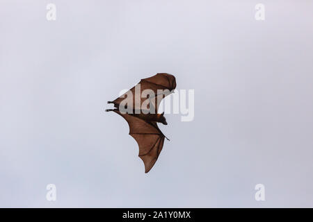 Flying Fox in volo sopra il fiume Bentota Sri Lanka Foto Stock