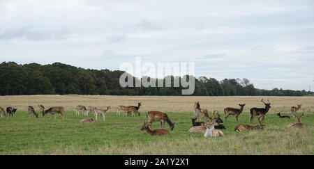 Un gruppo di cervi nel Phoenix Park di Dublino in Irlanda come i solchi di inizio stagione. Foto Stock