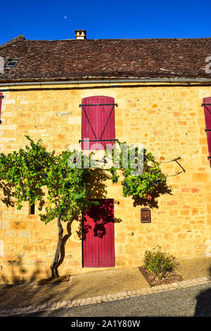 Le uve, Grapevine, Domme, Dordogne, la valle della Dordogna, Périgord, Aquitaine, Francia Foto Stock