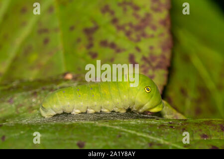 Tigre orientale a coda di rondine (Caterpillar Papilio glaucus) Foto Stock