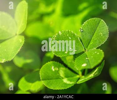 Gocce di pioggia trasparente su foglie di trifoglio close-up di sun. Sfondo naturale. Buona fortuna concetto di simbolo Foto Stock