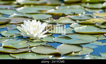 White Lotus Flower e lussureggiante fogliame ninfea sulla superficie di acqua di lago naturale Foto Stock