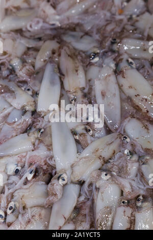 Una cassa piena di appena catturati squid per la vendita su un contatore in Rovinj Il mercato del pesce. Foto Stock