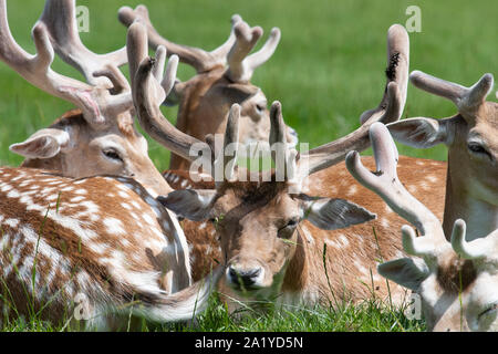 Allevamento di daini (DAMA DAMA) seduto sul prato in una giornata di sole Foto Stock