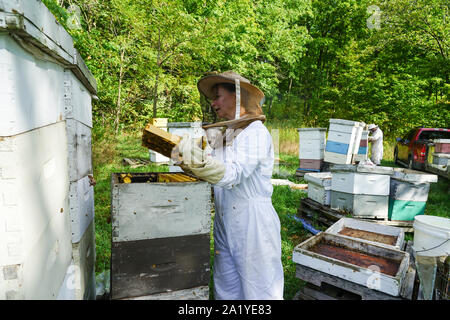 Alveari e api nell'apiario in Bee la raccolta del miele in Ontario, Canada, America del Nord Foto Stock