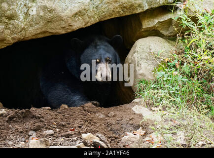 Montebello,Quebec,Canada,Settembre 29,2019.Black Bear in una riserva naturale di Montebello,Quebec,Canada.Credit: Mario Beauregard/Alamy News Foto Stock