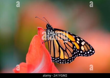 Farfalla monarca sul rosso petalo di fiore Foto Stock