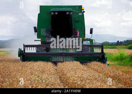 Mietitrebbia in azione sul campo di grano. La raccolta è il processo di raccolta di un raccolto maturo dai campi. Foto Stock