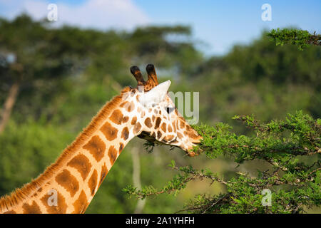 La giraffa navigazione di acacia, (giraffa) sfogliare le foglie di Acacia, Lago Mburo National Park, Uganda, Africa orientale Foto Stock