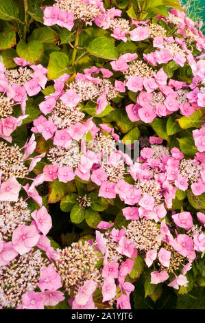 Rosa Lacecap Hydrangea macrophylla tempo di fioritura la metà e la fine di estate è decidua e completamente hardy Foto Stock