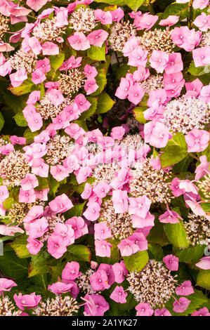 Rosa Lacecap Hydrangea macrophylla tempo di fioritura la metà e la fine di estate è decidua e completamente hardy Foto Stock