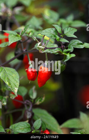 Peperoncino 'caldo' variegata 50.000 Scoville di unità di riscaldamento Foto Stock