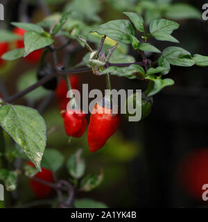 Peperoncino 'caldo' variegata 50.000 Scoville di unità di riscaldamento Foto Stock